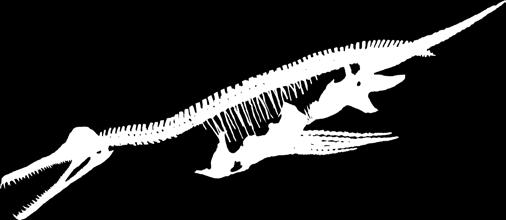 The adult is cast from a virtually complete fossil skeleton.