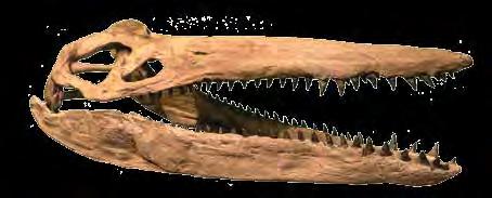 Megacephalosaurus eulerti Skull Length: 170 cm (5 7 ) Megacephalosaurus