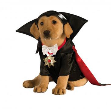 PET PLACE The Spookiest Night of the Year: Halloween Whether or not you are planning on participating in the spookiest night of the year, Halloween, it is likely that your neighbors and definitely