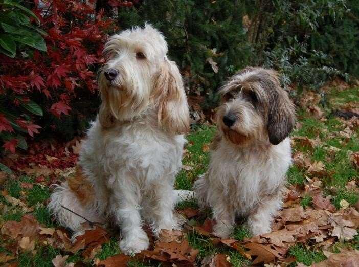 THE BASSET GRIFFON VENDÉEN GBGV PBGV To understand either of the BGV breeds in greater depth, it is important to know the differences between the larger