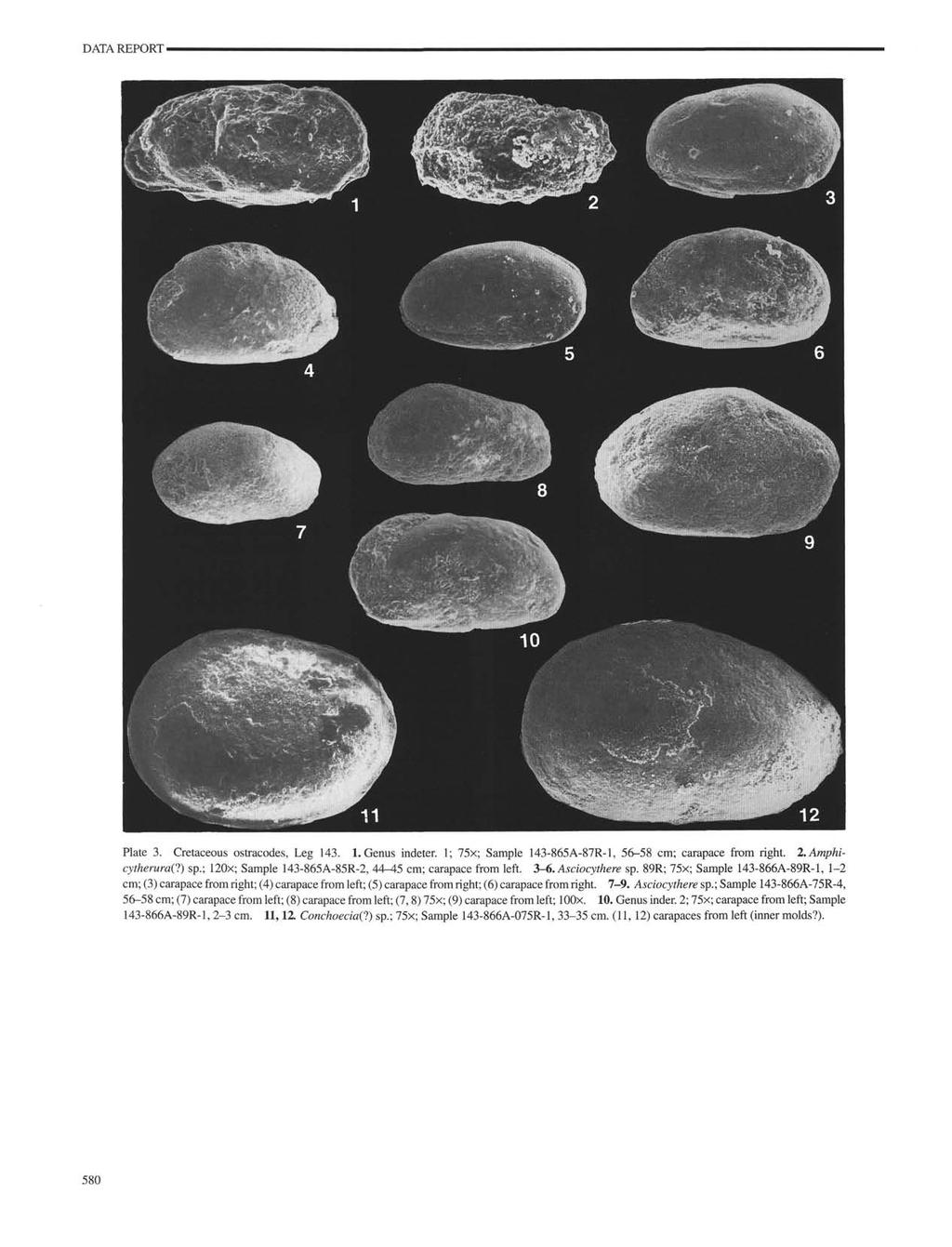DATA REPORT- Plate 3. Cretaceous ostracodes, Leg 143. 1. Genus indeter. 1; 75 ; Sample 143-865A-87R-1, 56-58 cm; carapace from right. LAmphicytherura(?) sp.