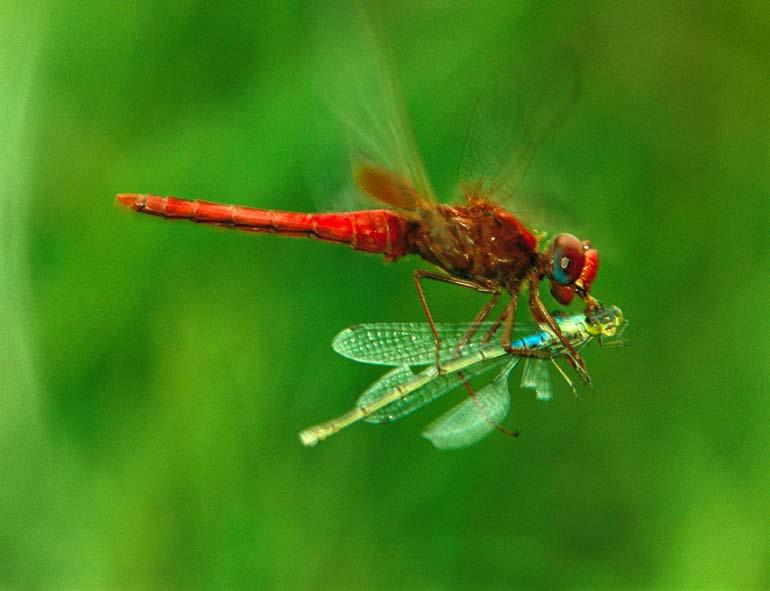 What Are Dragonflies? Amazing Hunters Damselflies make good meals for dragonflies.