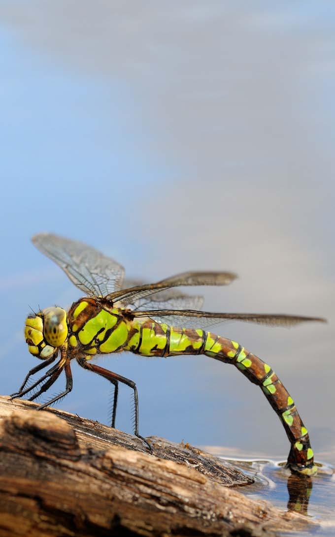 When a dragonfly zips into high speed, it speeds up faster than the world s fastest race