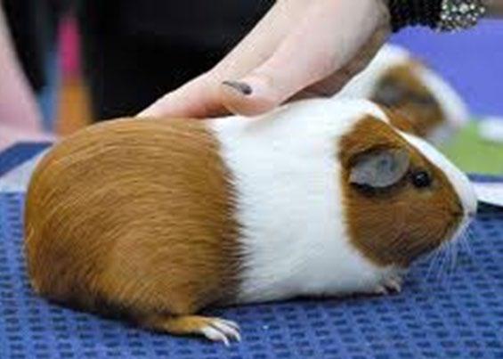 DEPARTMENT: CAVY 2019 CAVY SHOW CHAIRMEN: Carrie & Jay Douthit Special Rules Contestants must comply with general rules. 1. Cavies must be checked in by 8:30 a.m. Judging begins promptly at 9:00 a.m. Please plan to arrive earlier than 8:30 a.