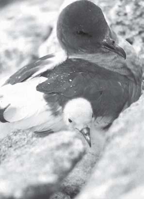 Petrel colonies are situated inland where they breed in harsh conditions at longer distances from the feeding grounds, which could be the reason why inland chicks were growing slower (Lorentsen 1996)