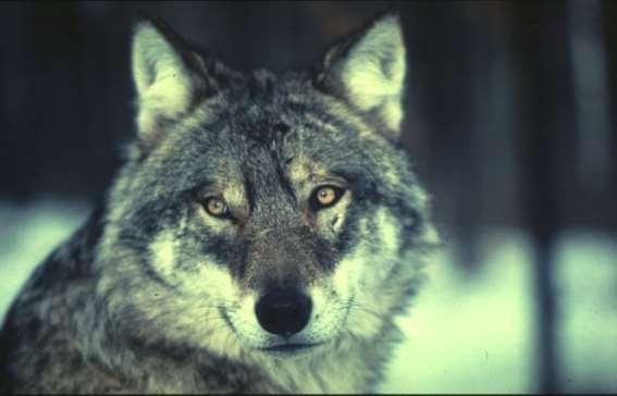 European Parliament June 2013 Living with wolves in EU: challenges and strategies in wolf