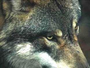 Wolf recovery depends on a combination of factors Which are the factors involved?