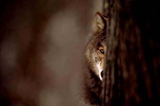 Can wolf recovery in Europe be considered a management success? Broad conclusions: It is hardly a success.