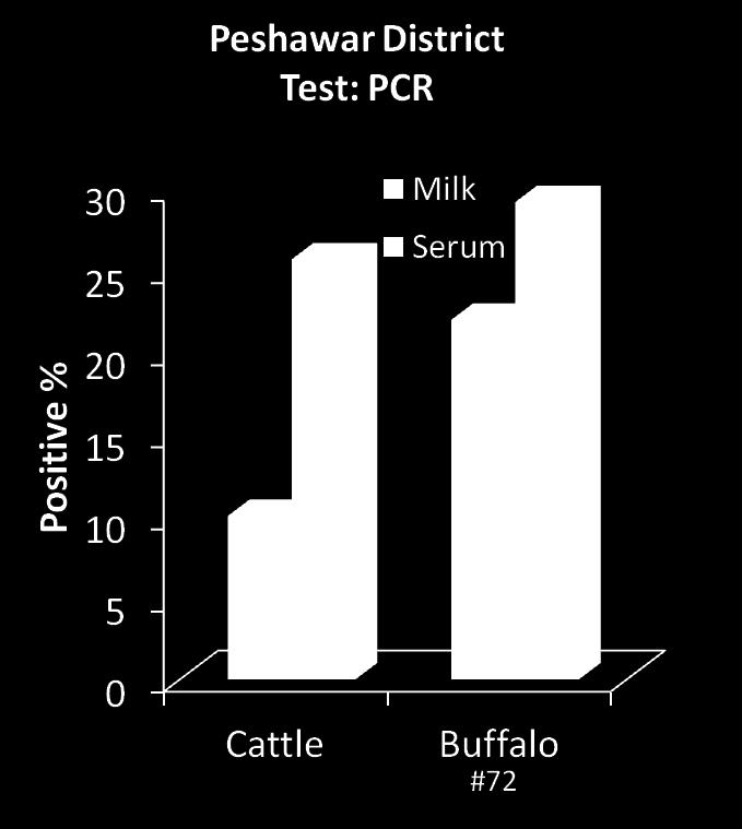 Prevalence of brucellosis in cattle &