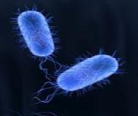 Salmonella enterica Manifestation: Diarrhea, fever, vomiting, and abdominal cramps & may cause serious complications in vulnerable individuals Illness: serious but usually selflimiting Positive