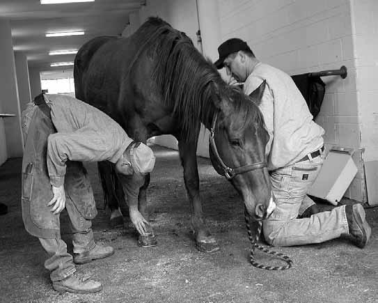 The farrier will likely see each horse every four to six weeks for trimming and shoeing. They will have the unique perspective of handling the individual animal multiple times throughout the year.
