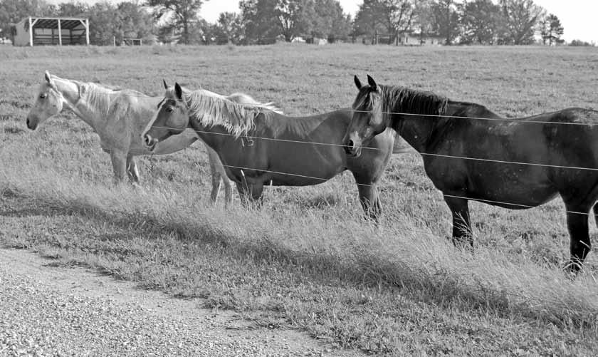 Economy Worsens Problem of Unwanted Horses By Nathaniel T.