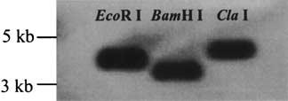 87 Fig. 5. Southern blot analysis of A. eydouxii genomic DNA. Genomic DNA extracted from the liver was digested with EcoRI, BamHI, and ClaI, respectively, and electrophoressed on 0.8% agarose gels.