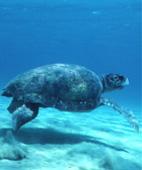 it Project description: Background The species Caretta caretta is the most common turtle in the Mediterranean.