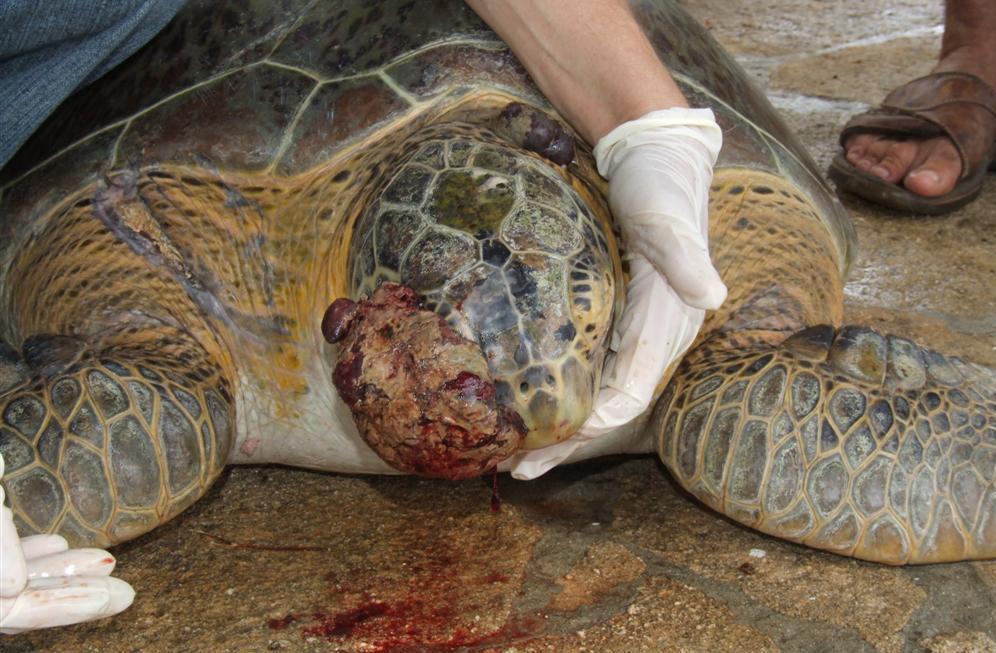 - Introducing a variety of case studies of food poisoning & contaminated turtles around the world & proof that unhealthy turtles are also found locally - Indicating that a