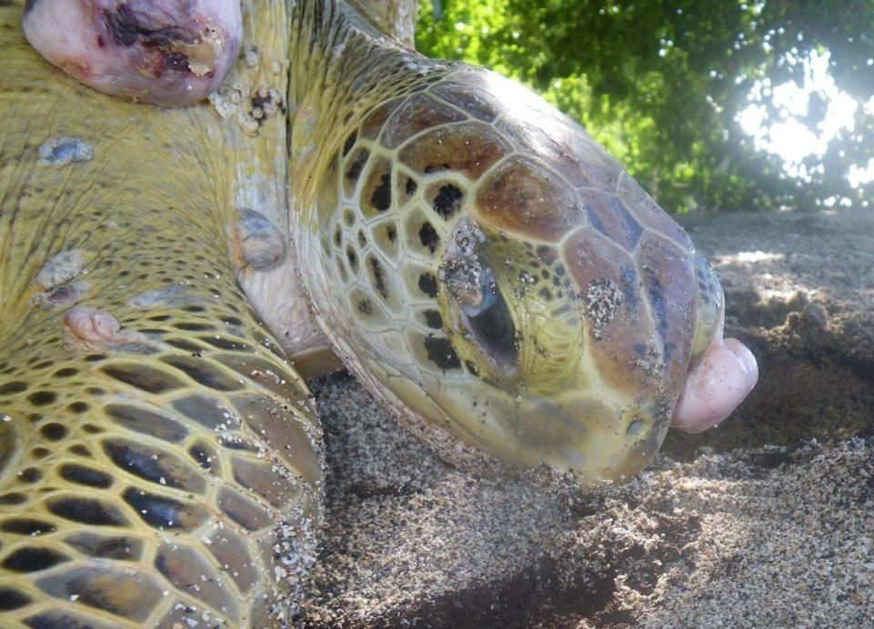 The photos of these two green turtles were very effective to show the danger of eating turtle meat, especially when it was explained that fibropapillomatosis is a process and can