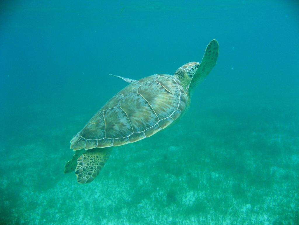 Once the link between human health hazards & sea turtle consumption becomes a publicly discussed issue, the market