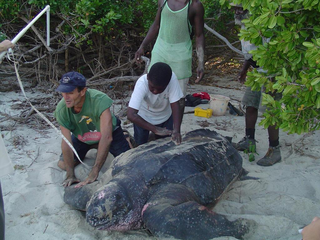 The turtle was named Donella after Donell, a boy from