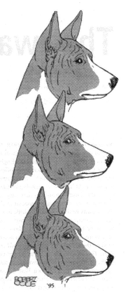 YOU BE THE JUDGE By Robert Cole From Dogs in Canada, July 1995 THE BASENJI First compare the three similar Basenji heads to determine which one has the correct length of muzzle before reading the