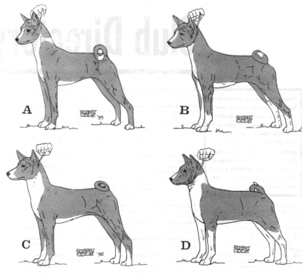 BREED CHARACTERISTICS In this particular judging scenario, the following four important breed characteristics can be directly applied.