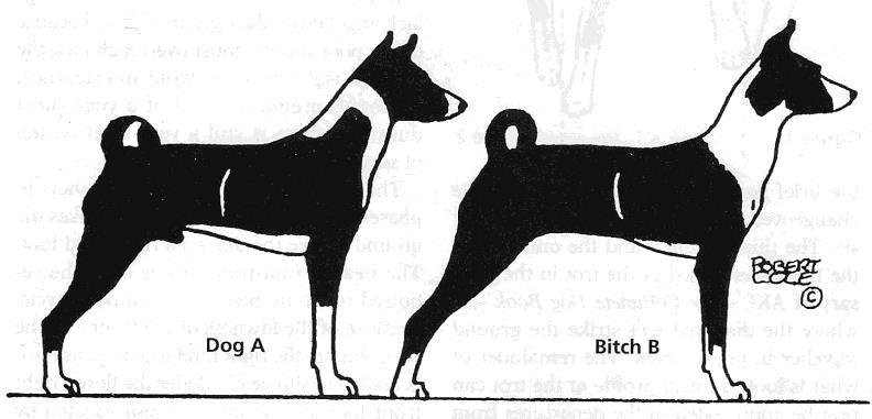 YOU BE THE JUDGE By Robert Cole From Dogs in Canada, November 1998 TWO BASENJIS STACKED AND MOVING, OR MINIMIZING FAULTS DOG A OR BITCH B?