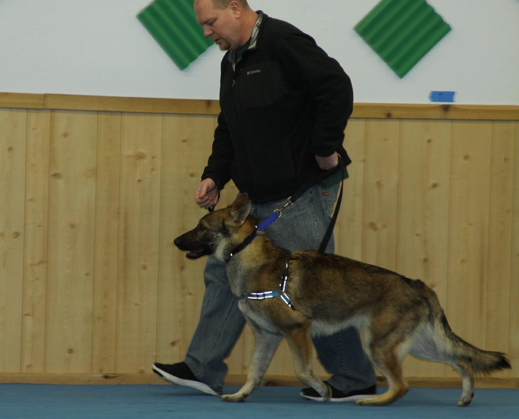 Socialization and Obedience Work Shops Presented by Ron Halling You may have heard of the workshops and wondered what