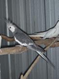 303 795 Cockatiels: Looking For A Hen, Pastel Silver or Split Pastel Silver, Can Be Normal,