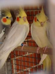 14 Burkes Backyard Cockatiel Road Test Breed: Cockatiel Temperament: usually affectionate, individuals can vary Cost: from $20 plus for pets, more for show quality Lifespan: 15 years Recommended for: