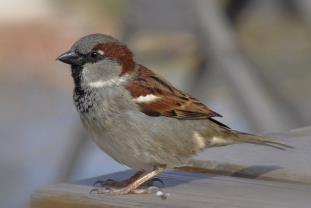 19 INTRODUCED BIRDS in BACKYARDS House Sparrow Scientific Name: Passer domesticus Featured bird groups: Introduced birds What does it look like? Description: House Sparrows are actually large finches.