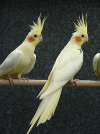 For Further Information Contact Dean on 0411 578 996 (Cranebrook) (201605) Sell Judit 0402 566 678 Cockatiels: 1 Platinum Pearl Hen, born 2015, around 7 months old. $50.
