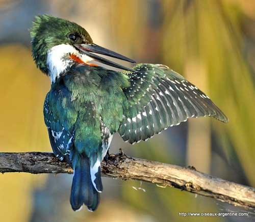 Chloroceryle americana (Green Kingfisher) Family: Cerylidae (Kingfishers) Order: Coraciiformes (Kingfishers, Bee-eaters, and Motmots) Class: Aves (Birds) Fig. 1.