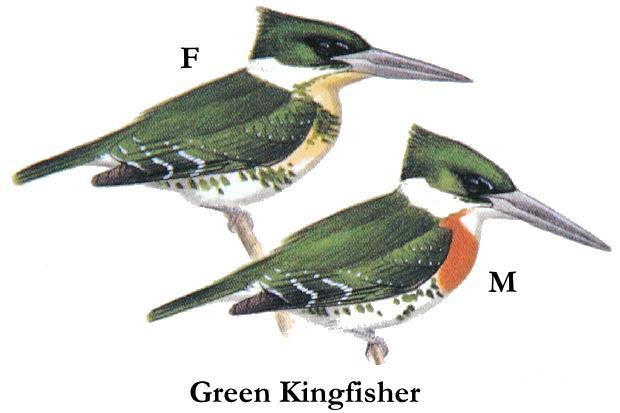 REFERENCES Armstrong E. A. (1942). Bird Display, An Introduction to the Study of Bird Psychology. Cambridge: Cambridge University Press. Bouglouan N. (2015) Green Kingfisher: Chloroceryle americana.