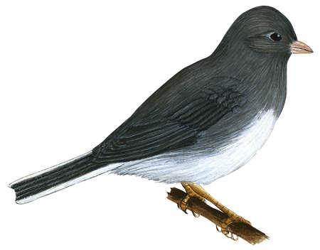 DARK EYED JUNCO Dark Eyed Juncos are found in relatively open coniferous or mixed woods with patches of open ground and brush.