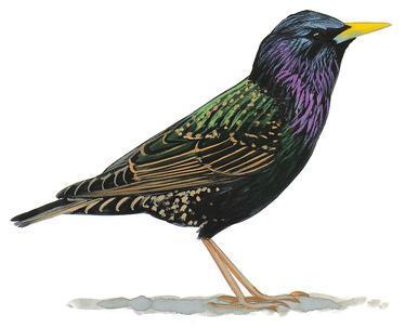 EUROPEAN STARLING The European Starling is a medium size songbird with dark silky plumage and short triangular wings typical of members of this European species introduced to New York in the late