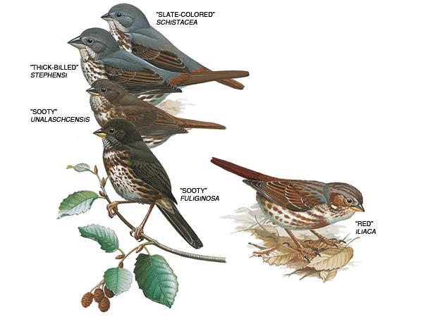 FOX SPARROW Fox Sparrows Nest in dense deciduous thickets or patches of young conifers in boreal forests. They are often seen digging through leaf litter.