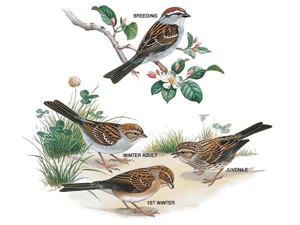 CHIPPING SPARROW Chipping Sparrows nest in open woodland edges with grassy understory such as parks and lawns.