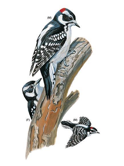 DOWNY WOODPECKER Downy Woodpeckers are common in any wooded habitat, especially deciduous woods with patches of smaller trees or brush.