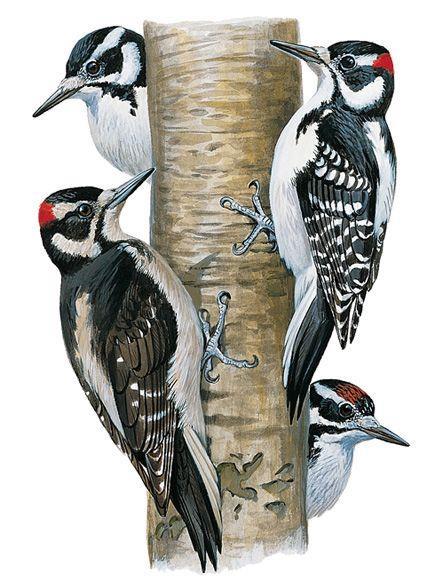 HAIRY WOODPECKER Hairy Woodpeckers are restricted to mature trees, where they forage on trunks and major limbs.