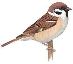 HOUSE SPARROW The House Sparrow is a bird of city and town that was introduced from Europe in the mid-1800s.