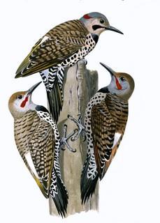 NORTHERN FLICKER Northern Flickers are common and widespread in wooded areas with openings. This member of the woodpecker family is the only species that feeds on the ground. It feeds on ants.