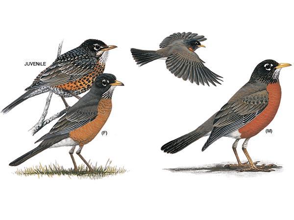 AMERICAN ROBIN Robins are one of North America s most familiar birds. They nest in any open woodland habitat from spruce, pine or deciduous forest to suburban neighborhoods.