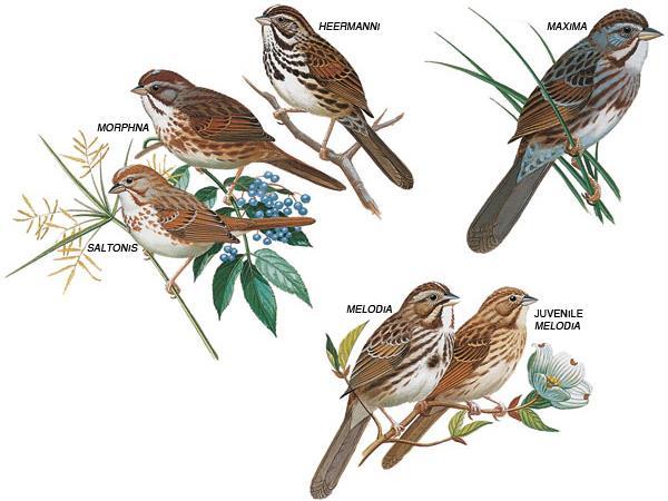 SONG SPARROW Song Sparrows are common and widespread, in most areas. It is the most frequently seen streaked sparrow. It is found in open brushy areas and edges, such as gardens and hedgerows.