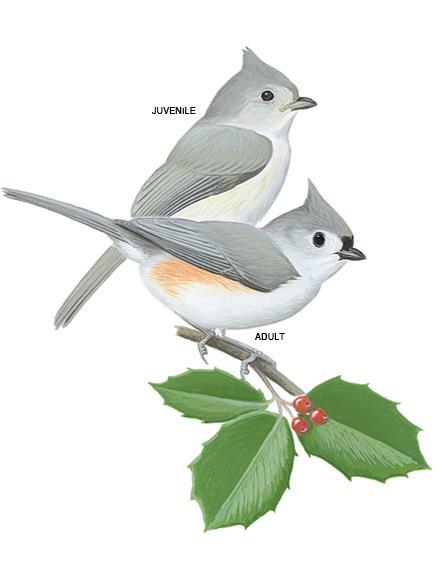 TUFTED TITMOUSE Tufted Titmice are common and widespread in mature deciduous woods, in pairs or small groups. It feeds on insects and seeds.