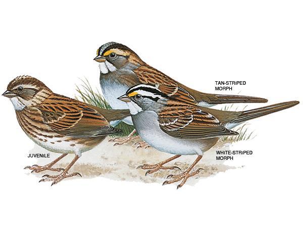 WHITE THROATED SPARROW White Throated Sparrows are common in brushy patches in or near openings in mixed woods. They winter in flocks in hedgerows, thickets and woodland edges.