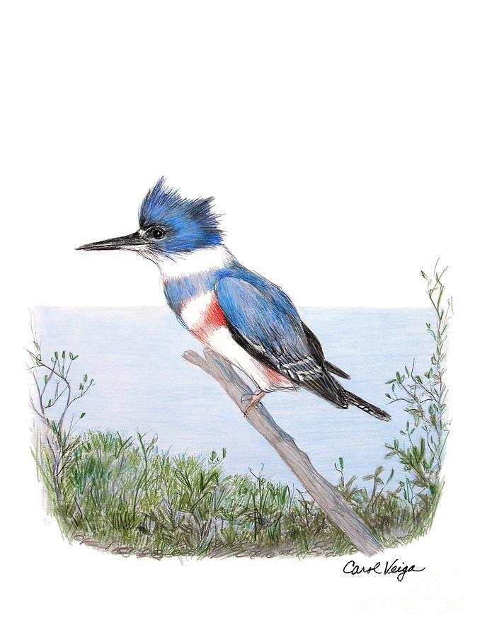 BELTED KINGFISHER Belted Kingfishers are fish eating birds found nearwater.