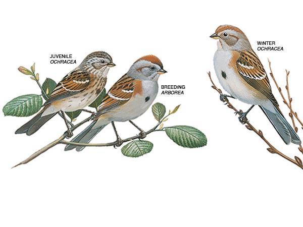 AMERICAN TREE SPARROW American Tree Sparrows nest in trees in open shrubby vegetation.