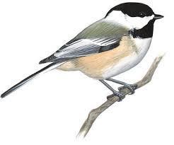 BLACK CAPPED CHICKADEE Black Capped Chickadees are common in wooded habitat where they associate with other woodland species. They feed on seeds, insects and spiders.