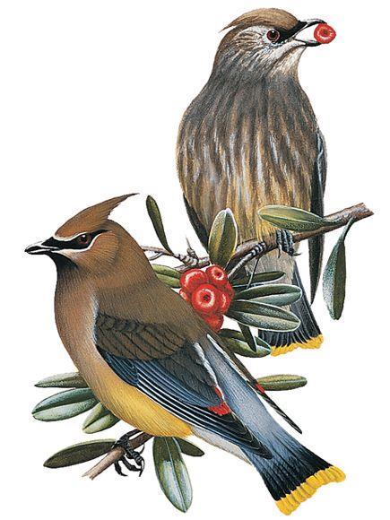 CEDAR WAXWING Cedar Waxwings are common but irregular birds of any habitat where fruit, tree buds, flowers and insects are available. They nest in brushy areas such as old fields and stream edges.