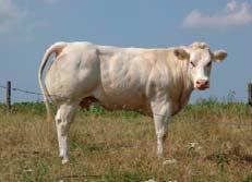 Results prevalence 2011-2017: Descriptive Statistics Sulphamethoxazole: 22,50 % (2017) 100 Resistance strains prevalence Beef cattle - E.