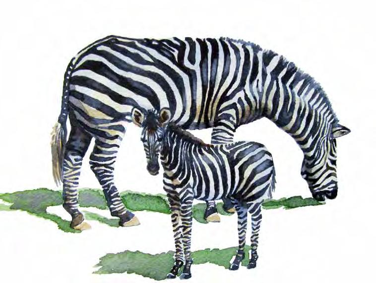 Zebra Nothing in all creation is hidden from God s sight.